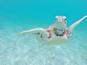 Discover Turtles and Cenotes in the Riviera Maya, Mexico