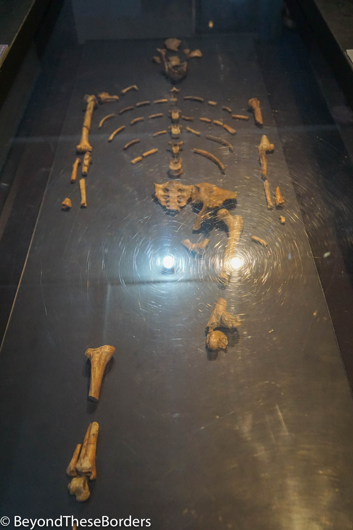 Skeleton of Lucy