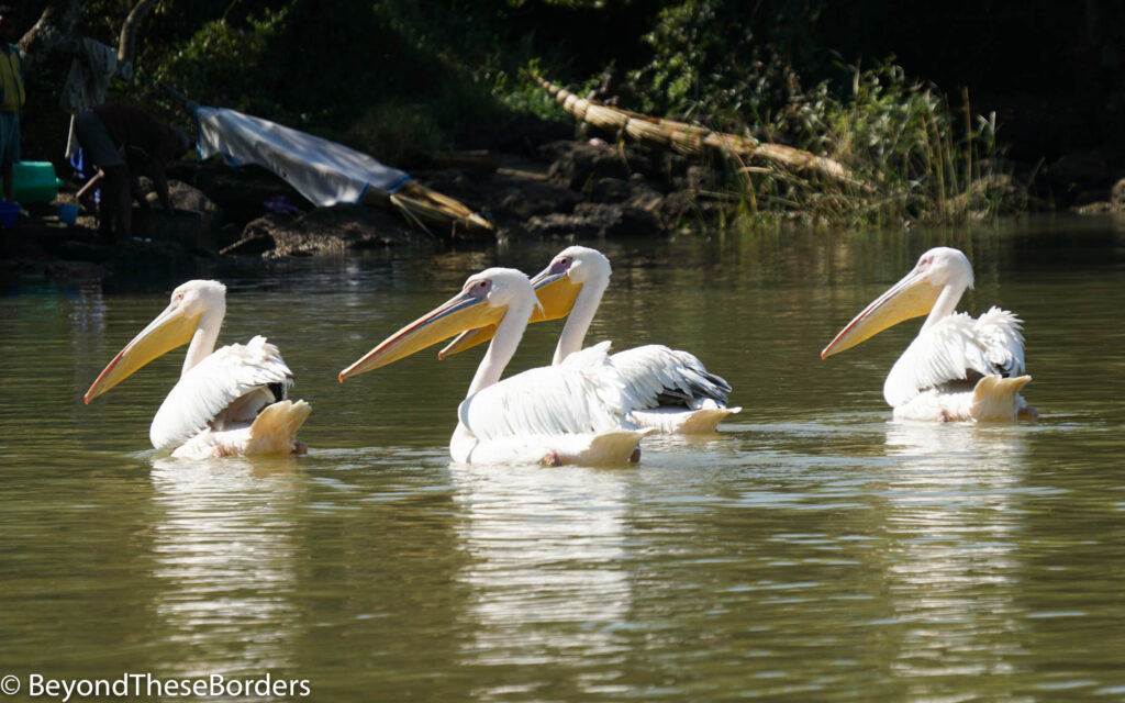 Pelicans on Lake Tana.