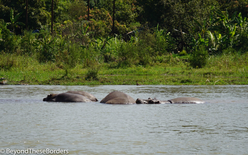 Hippos in the river by Bahir Dar.