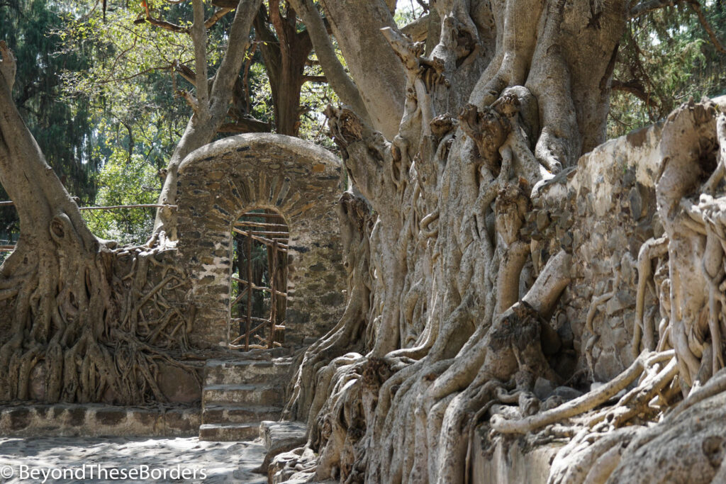 Tree roots covering the walls of Fasilides Bath in Gondor, Ethiopia.