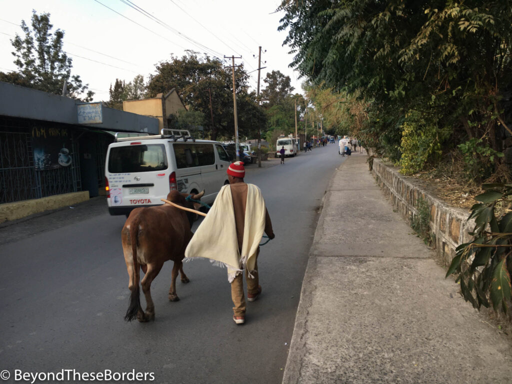 Man walking cow down local street in Gondar, Ethiopia.