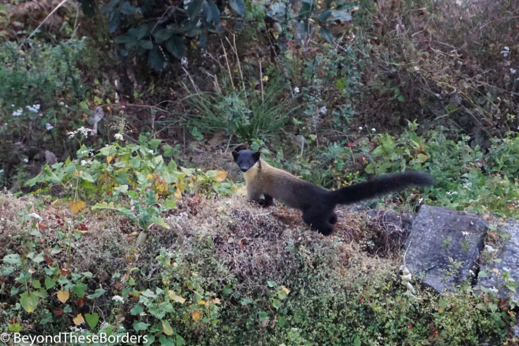 The marten staring back at the camera.  He looks like a weasel with a black heap, tan neck and fur that gets darker as it heads to his black legs and tail.