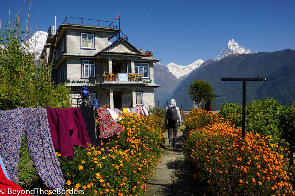 Walking along a path between gold marigolds.  A home to the left with colorful laundry blowing in the wind in front.  White mountain peaks off int he far distance.