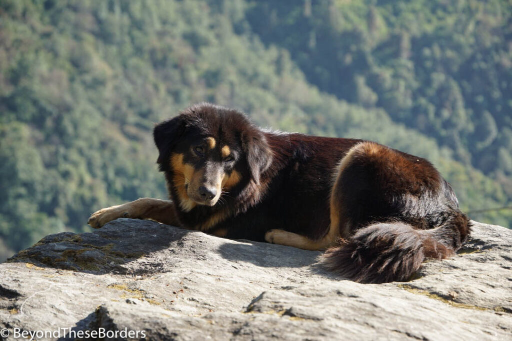 Sable dog resting on a rock.