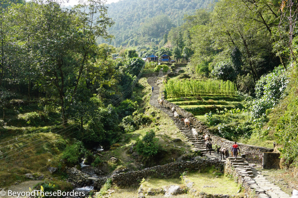 A man walks behind a line of 8 mules making their way up the stone stairs into the village of Chomping.  A stone wall borders one side of the stairs in the green landscape.