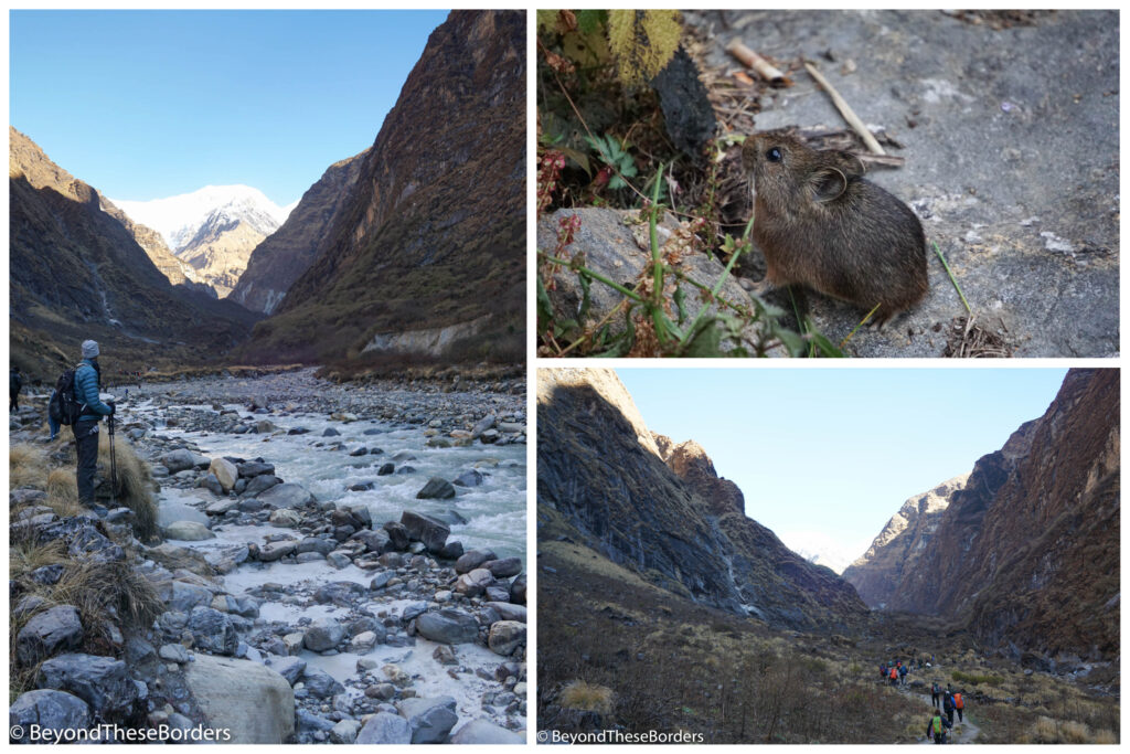 3 photos:  1:  Hiker standing next to rocky river flowing through the valley, mountains in the distance. 2:  Brown, wide eyed pica. 3:  Hikers walking along trail leading between brown mountain sides.