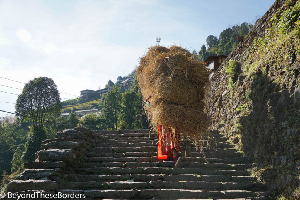 Lady holding so much hay that you can only see the bottom half of her skirt.  Her head is completely obscured.  She is walking up the stone steps in Chomrong.
