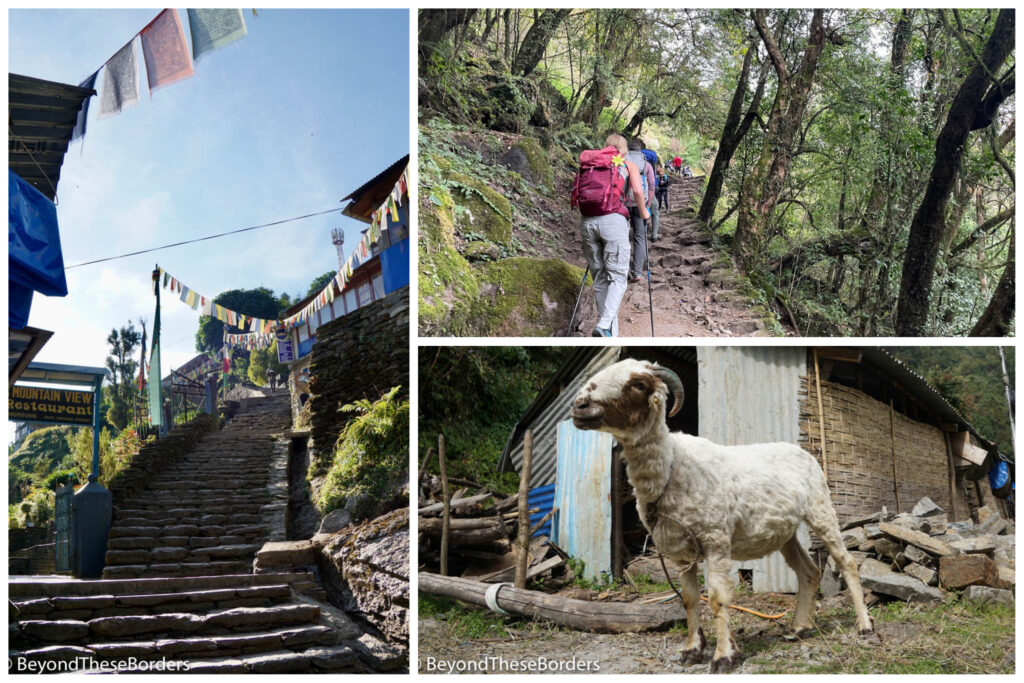 3 pictures.  1: Stairs of Chomrong with multicolored prayer flags strewn above them. 2:  Hikers hiking in the trees along a rough rock step trail. 3:  A goat tied up outside a shed along the trail.