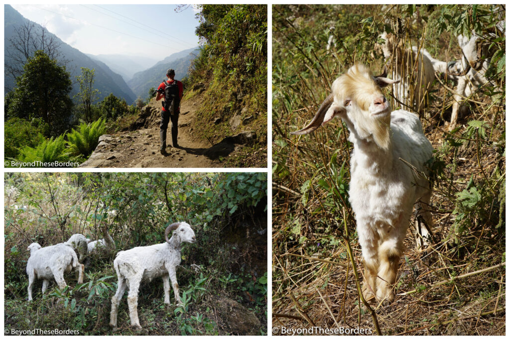3 photos:  1:  Hiker walking along crumbling trail with deep valley visible in the far distance.  2:  Sheep grazing in the shrubs.  3:  A goat posing for the camera. 