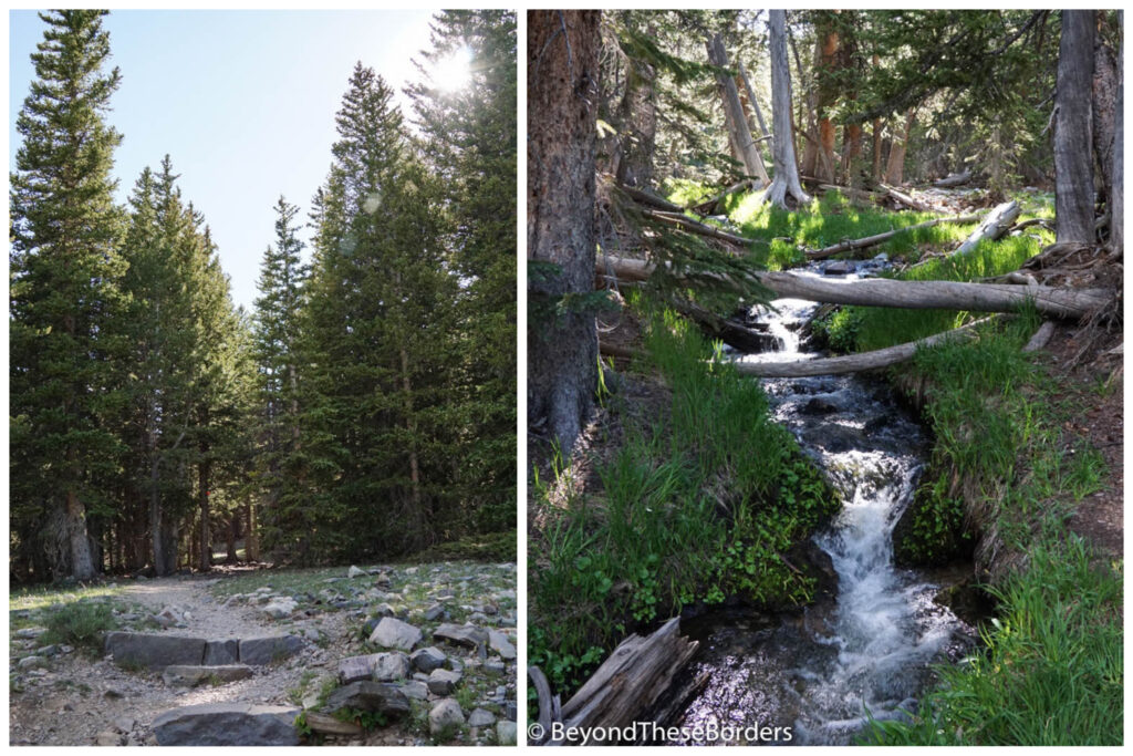 2 photos.  1:  trail through pine trees.
2:  Creak running under fallen branches.