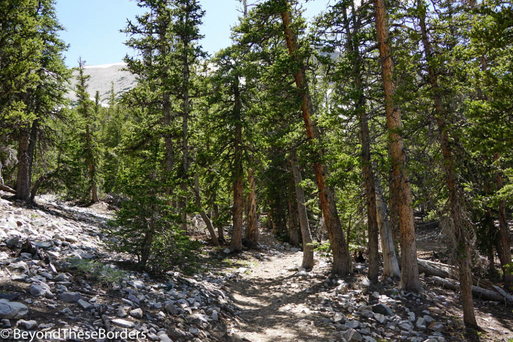 Trail through slim pine trees.