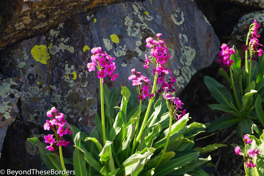 Purple flowers in front of lichen speckled giant rocks.