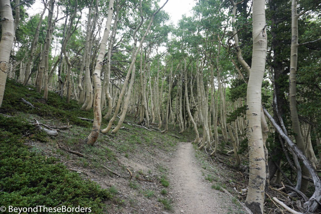Trail through thin, light, wavy tree trunks.