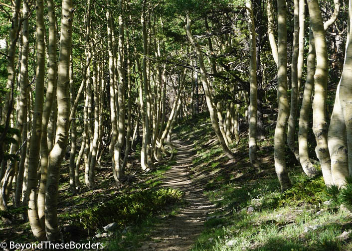Trail through thin trees creating an abundance of shade.