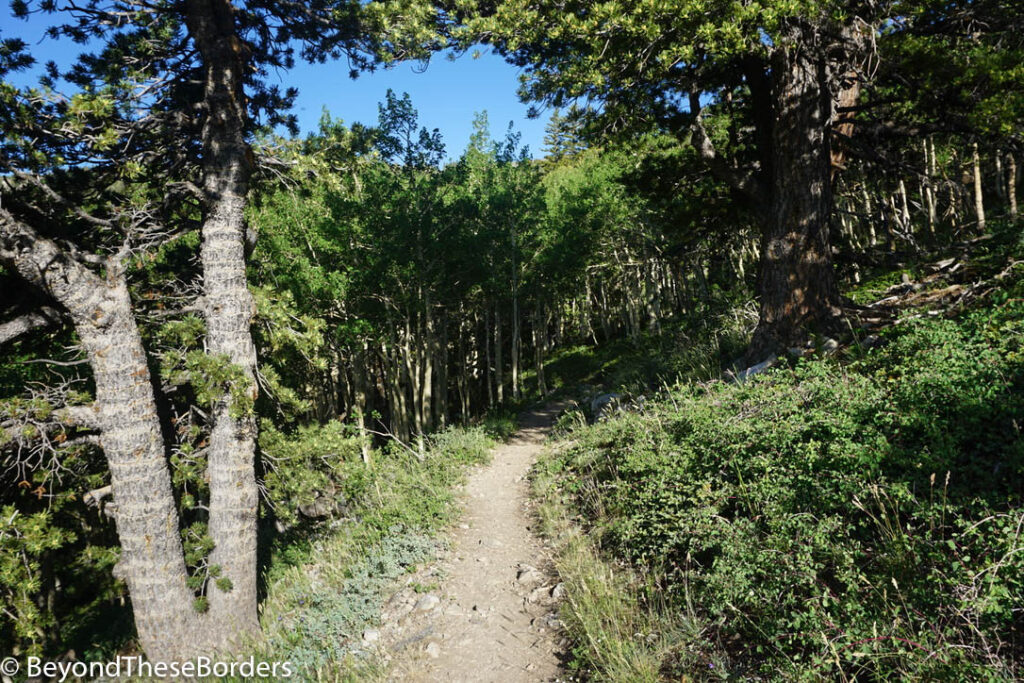 Trail through the forest.