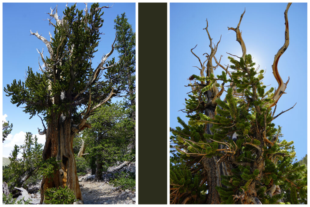 2 photos of bristlecone pine trees.  Each with green pines on 2/3 the branches and bare dead branches for the other third.
