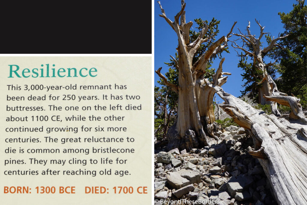 Photo of a dead tree.  2nd photo of sign with this information:  This 3,000-year-old remnant has been dead for 250 years.  It has two buttresses.  The one on the left died about 1100 CE, while the other continued growing for sex more centuries.  The great reluctance to die is common among bristlecone pines.  They may cling to life for centuries after reaching old age.  Born: 1300 BCE. Died:  1700 CE