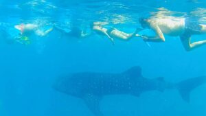 Swimming with Whale Sharks in Mafia Island