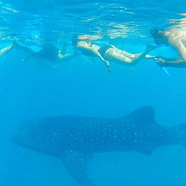 Swimming with Whale Sharks in Mafia Island